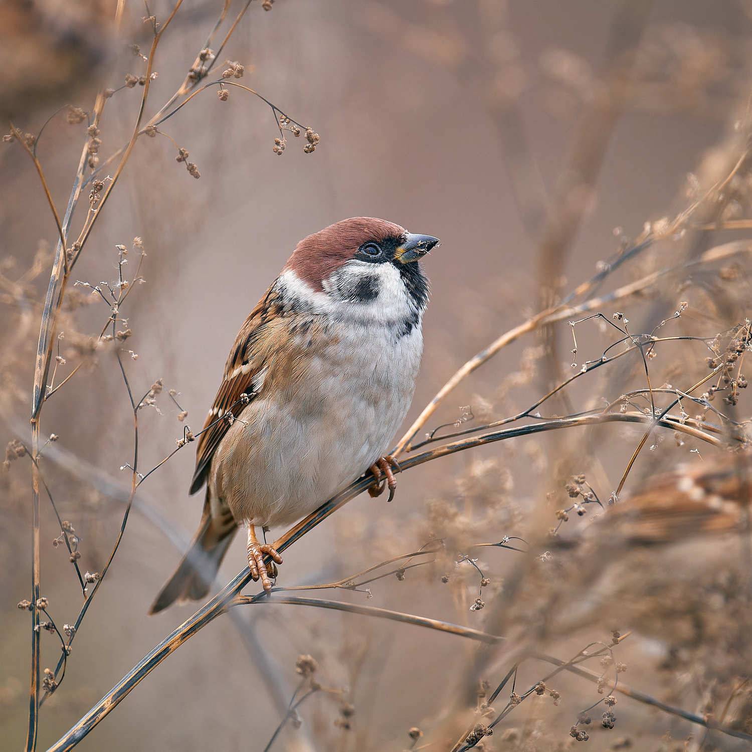 воробей воробушек, Mikhail Khmelevskiy