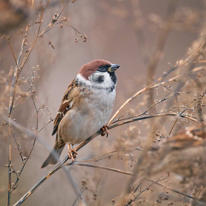 воробей воробушек Воробушек о чем-то мечтает фото превью