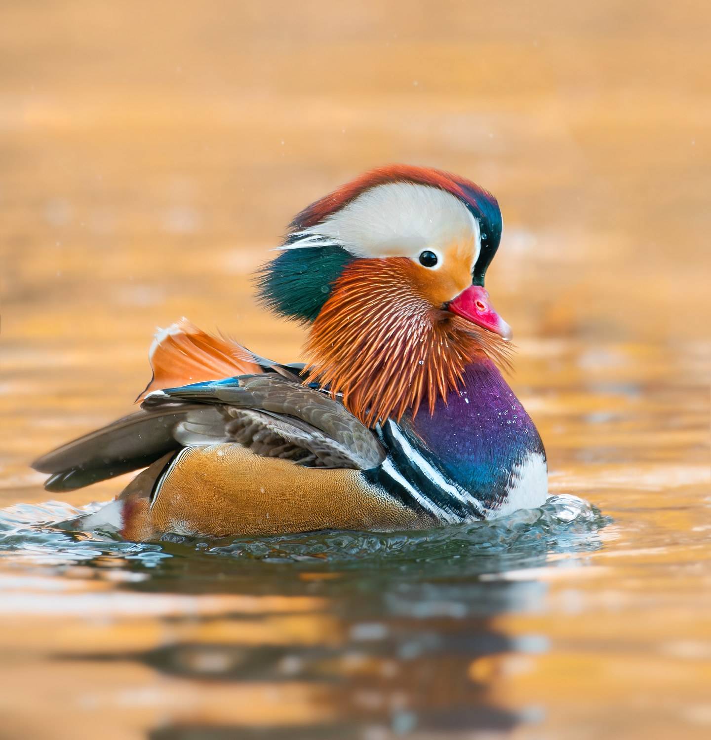 , Никон Александр