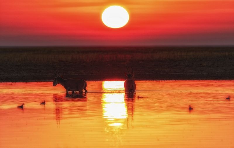 сайгаки,фантастический восход,водопой. Сайгаки на водопое. фото превью