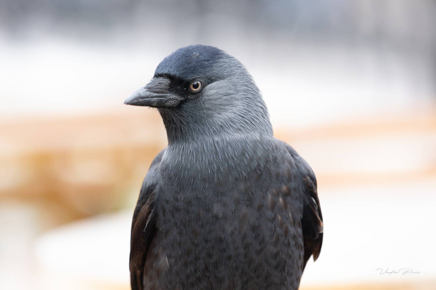 галка, птица, портрет, животное, взгляд, россия, калининград, Vadim Svirin