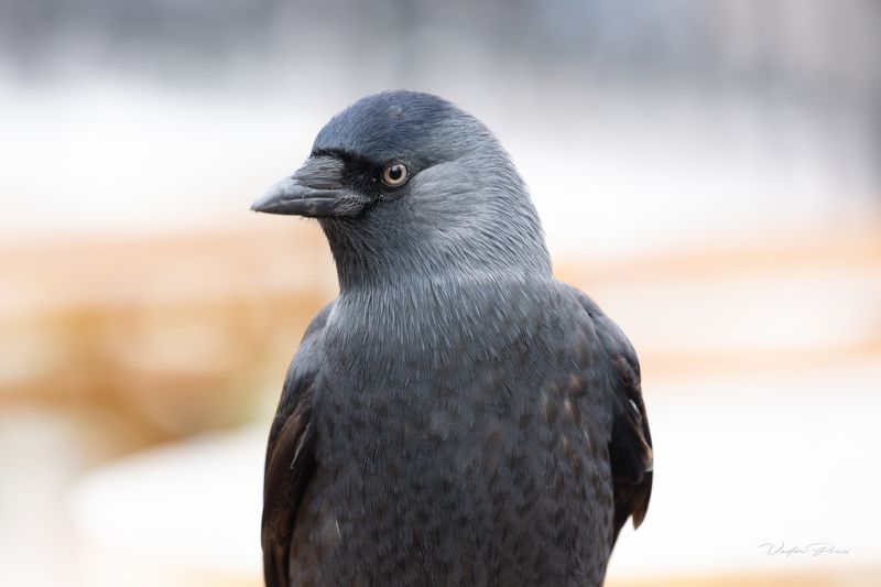 галка, птица, портрет, животное, взгляд, россия, калининград Галка фото превью