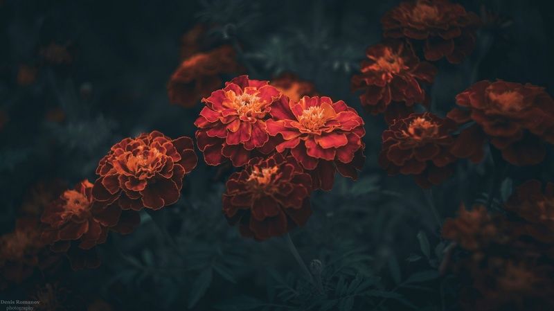 Dark фото превью