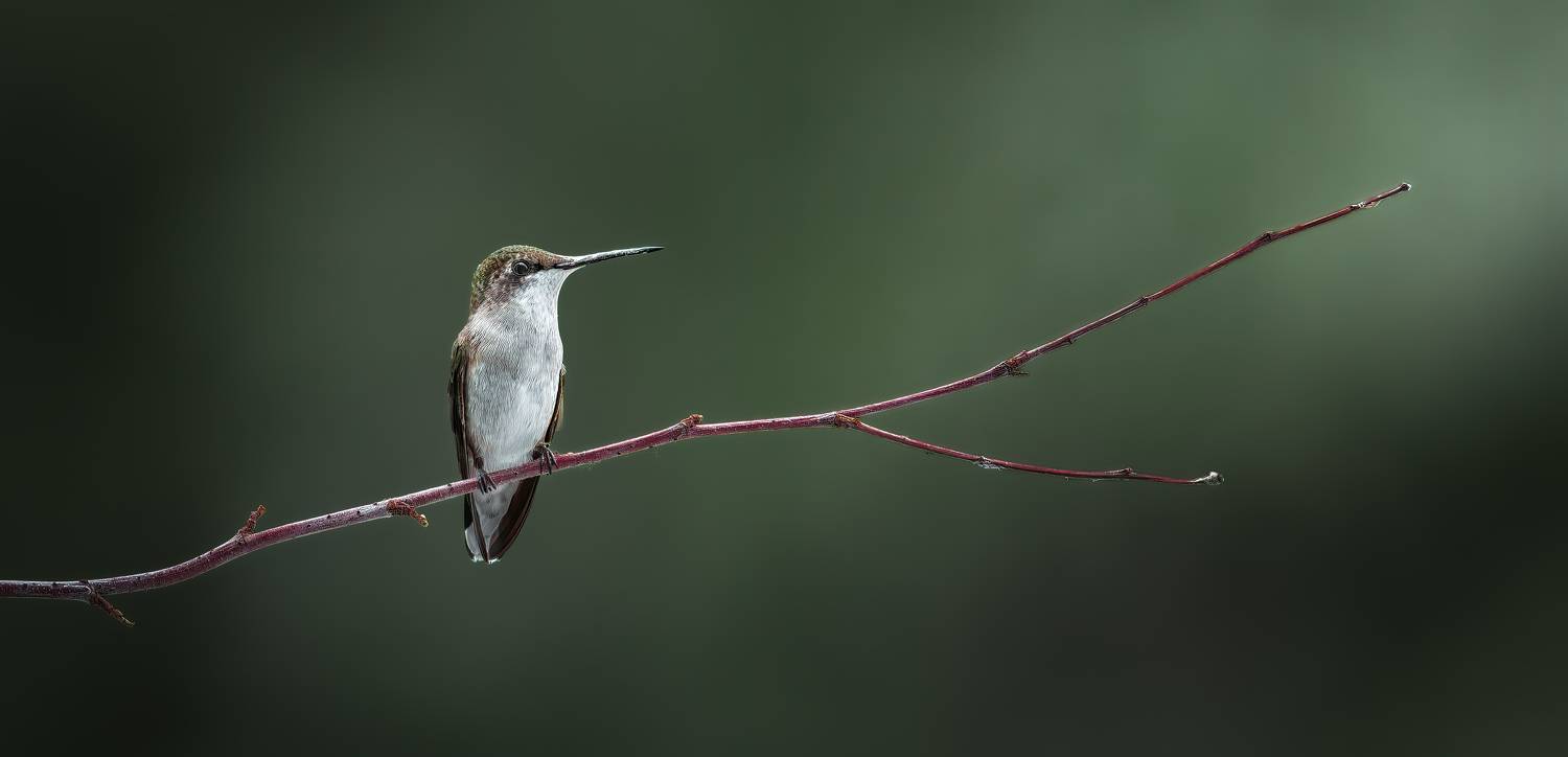 bird, humming, hummingbird, hummingbirds, hummer, rufous, nature, animals, wild, action, dynamic, Atul Saluja