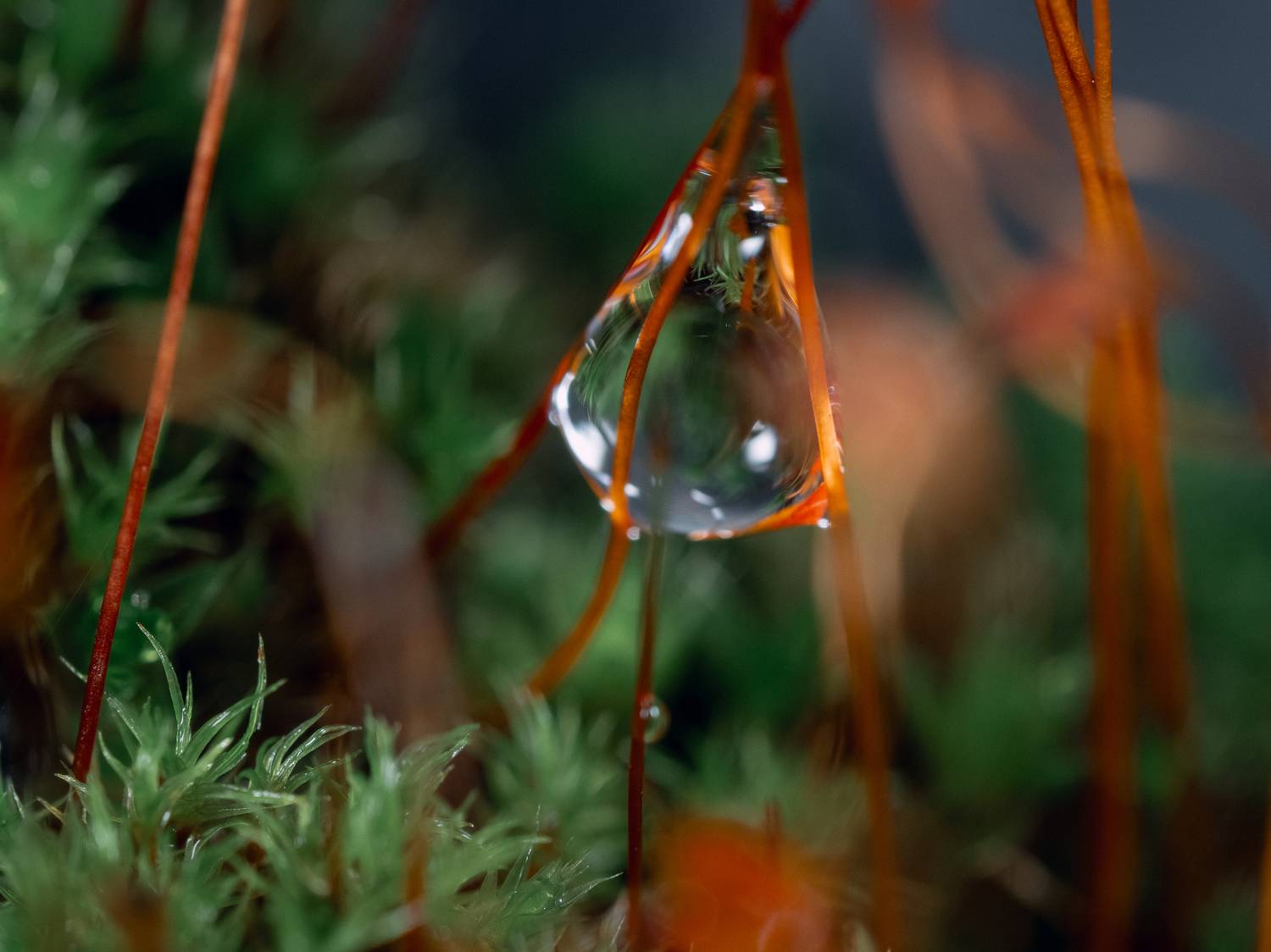 макро, капля, мох, macro, droplet, Протченко Ирина