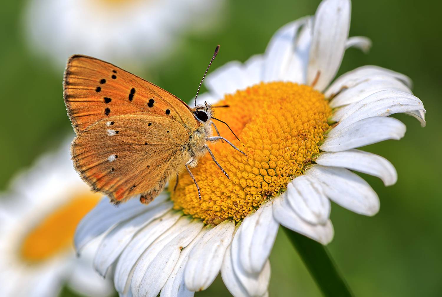 насекомые, бабочка, голубянка, червонец, огненный, лето, июль, Борис Новиков