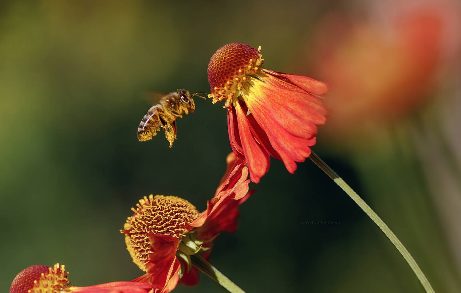 пчела, полёт, макро, macro, Ершова Юлия
