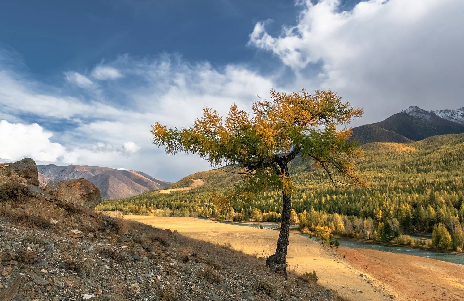 алтай 2023, осень, сентябрь, лиственница, Фомина Марина