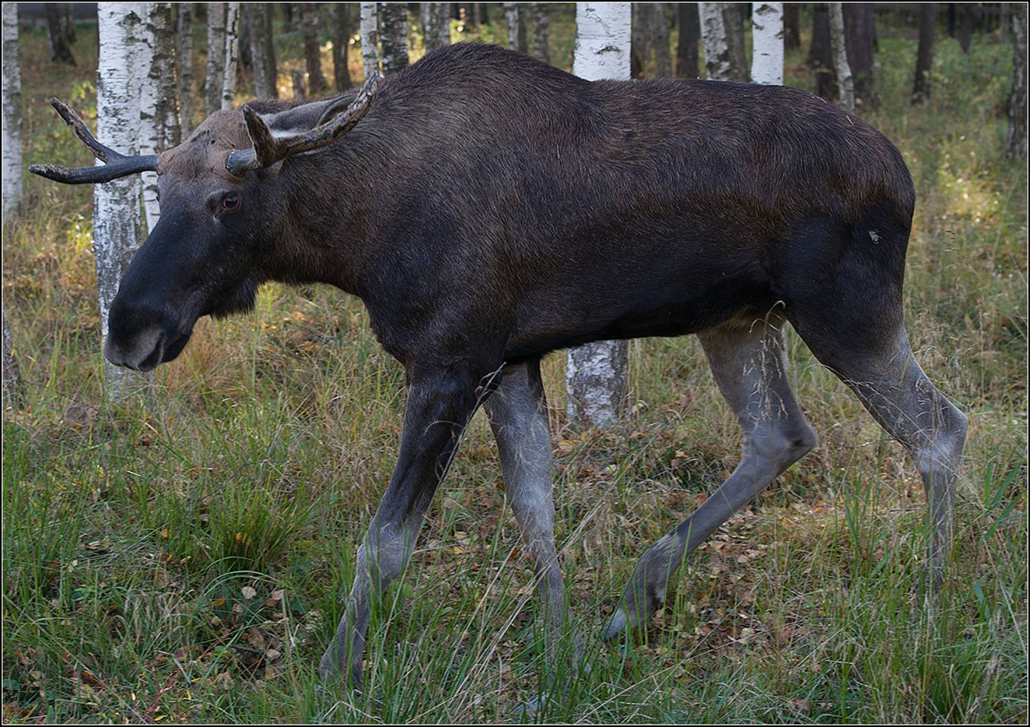 москва, нац. парк л.о., АНАТОЛИЙ ДОВЫДЕНКО