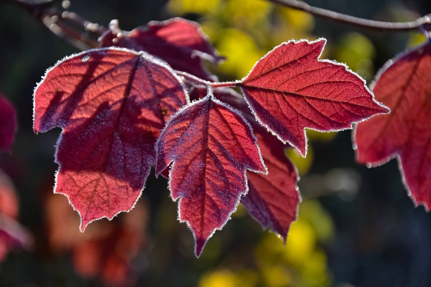 осень, октябрь, утро, свет, цвет, листва, иней, Холзаков Вячеслав