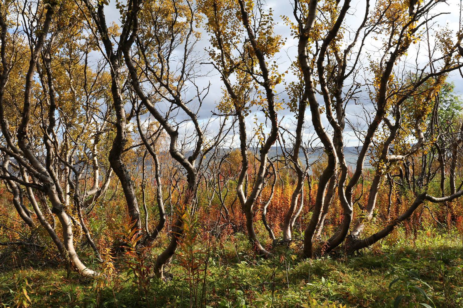 , Добролюбова Тамара