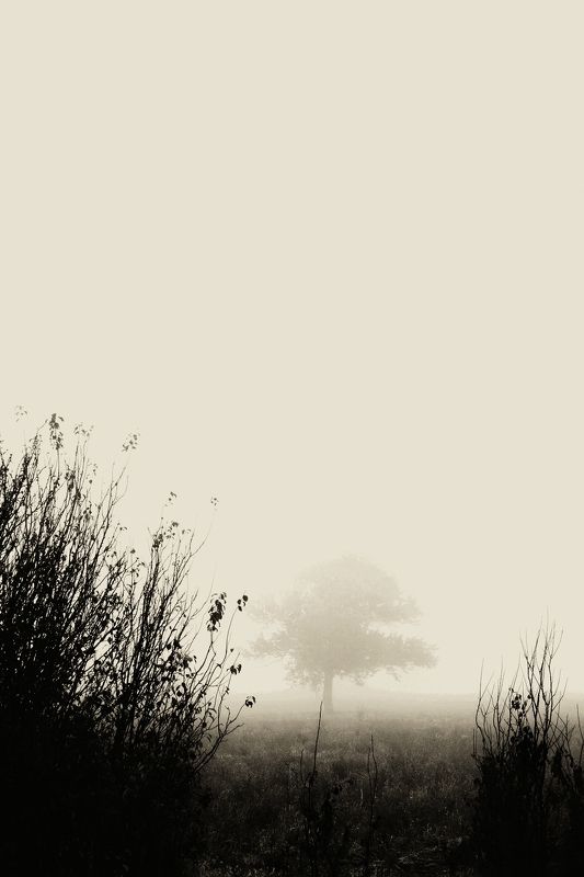 Tree on fog фото превью