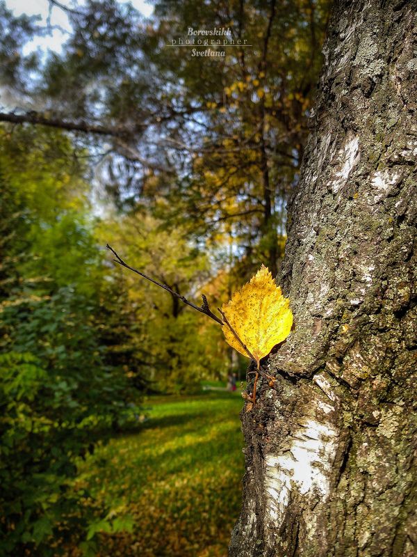 пейзаж, природа, осень, осенний лист Осенний лист фото превью