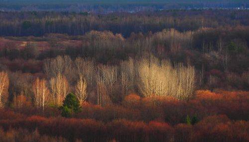 Немного света в ноябре