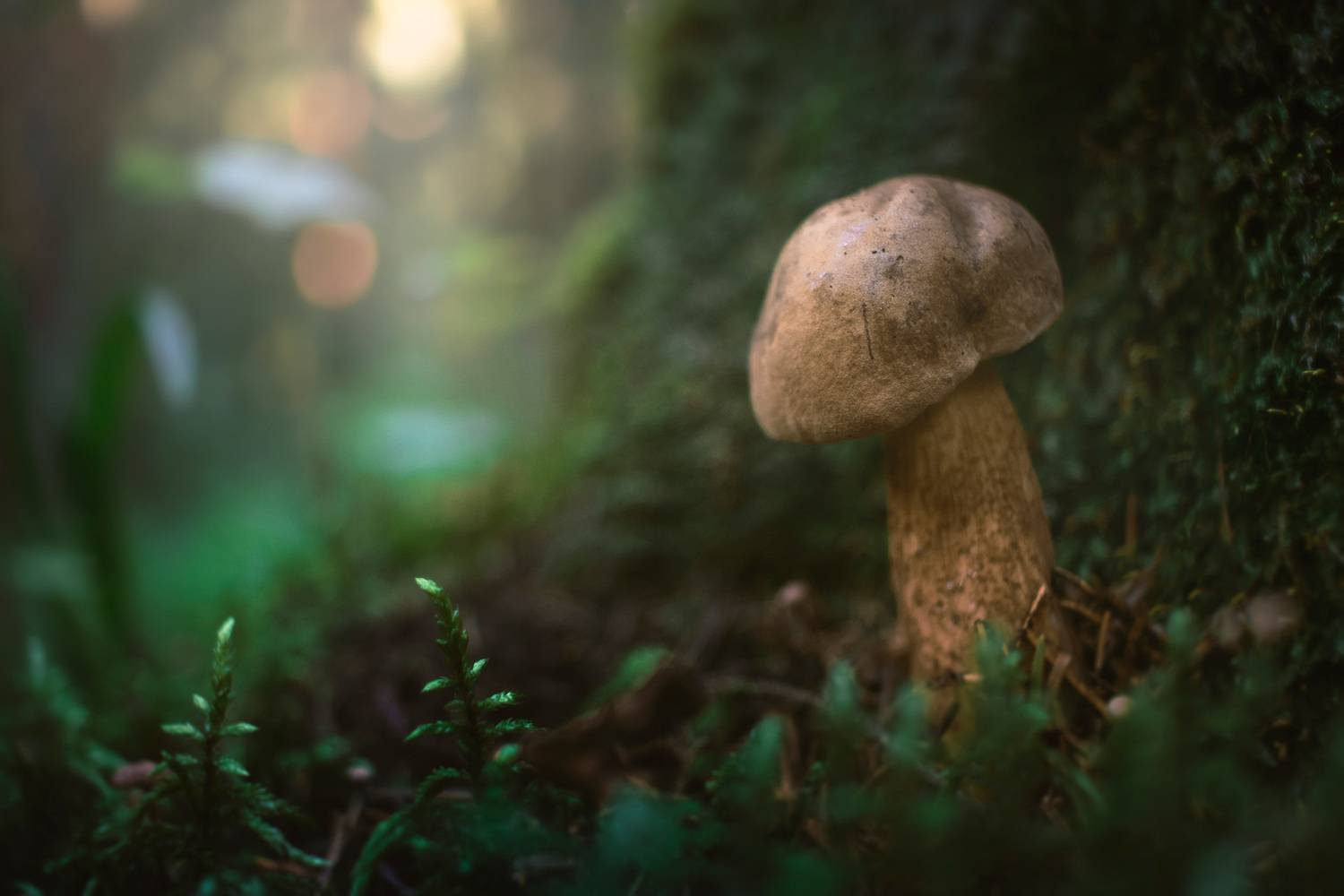 гриб, лес, Валерий Вождаев