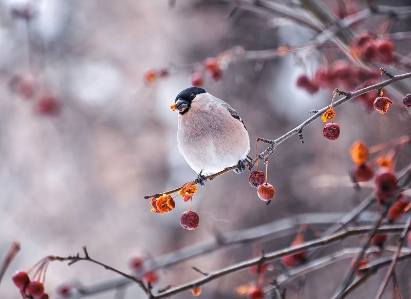 Снегири. фото превью