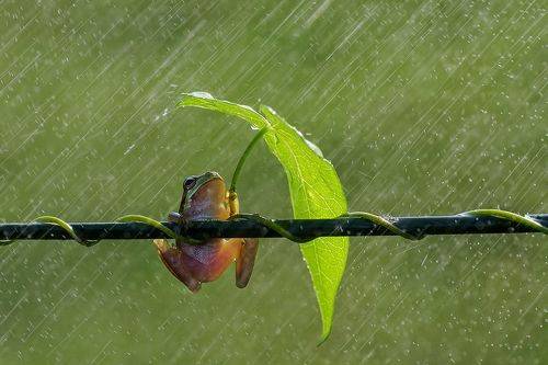Singin' in the Rain_1