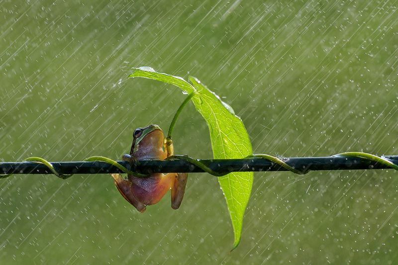 animal, macro, frog, tree frog, umbrella, rain, leaf, Singin\' in the Rain_1 фото превью