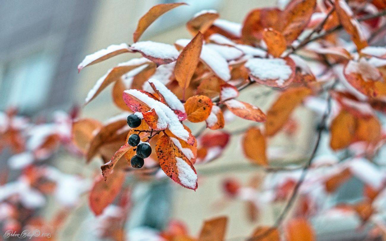 , Орлов Олег