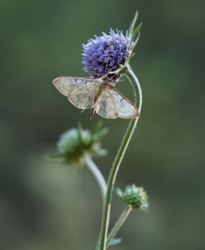 вечер.бабочка.цветок *** фото превью