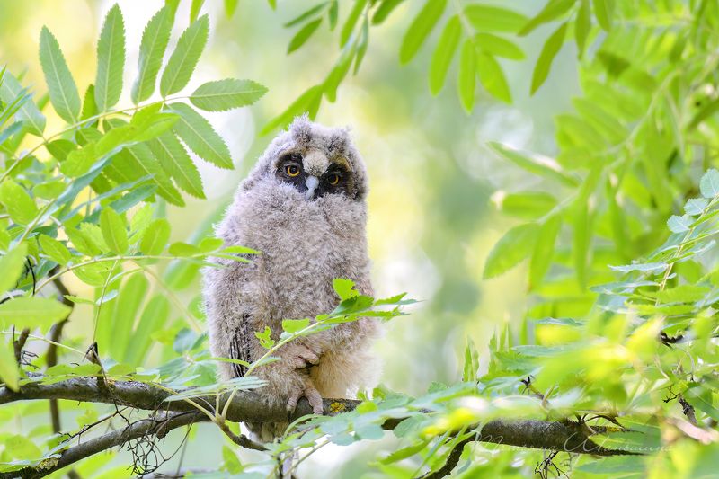 Маленькое чудо фото превью