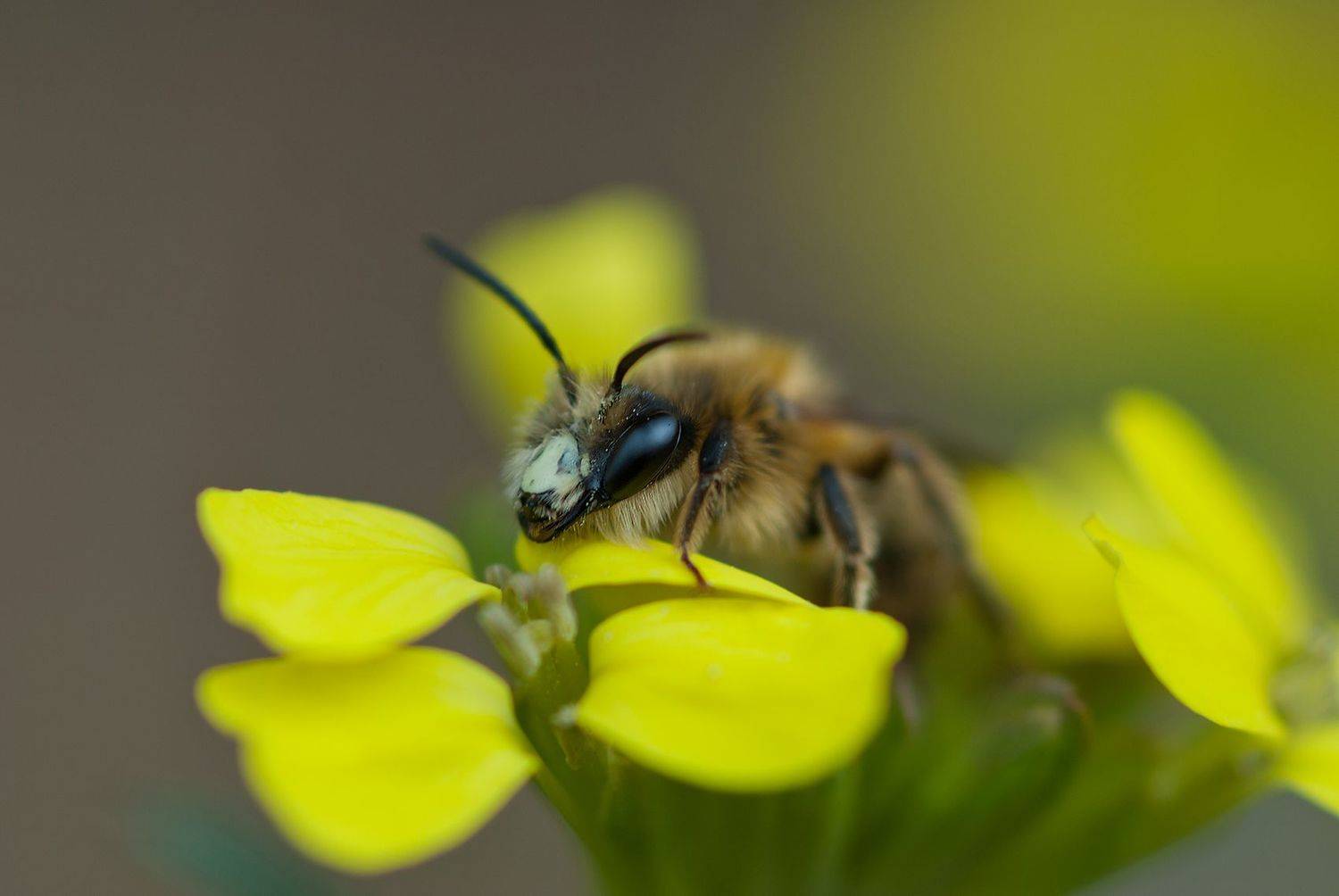 , Елена Нижегородцева