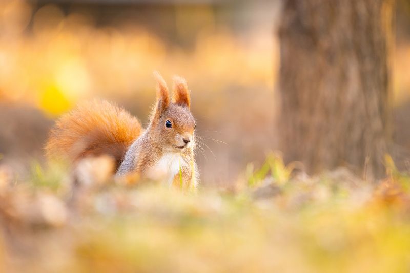 Squirrel фото превью