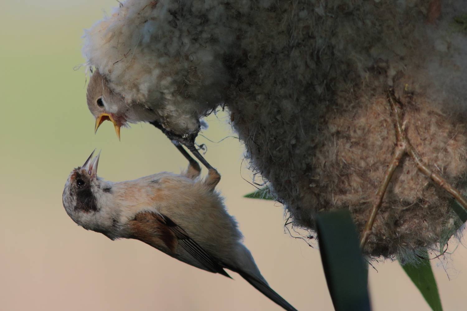 животные, дикая природа, природа, птицы, ремез, анималистика, Владимир Шебаршенко