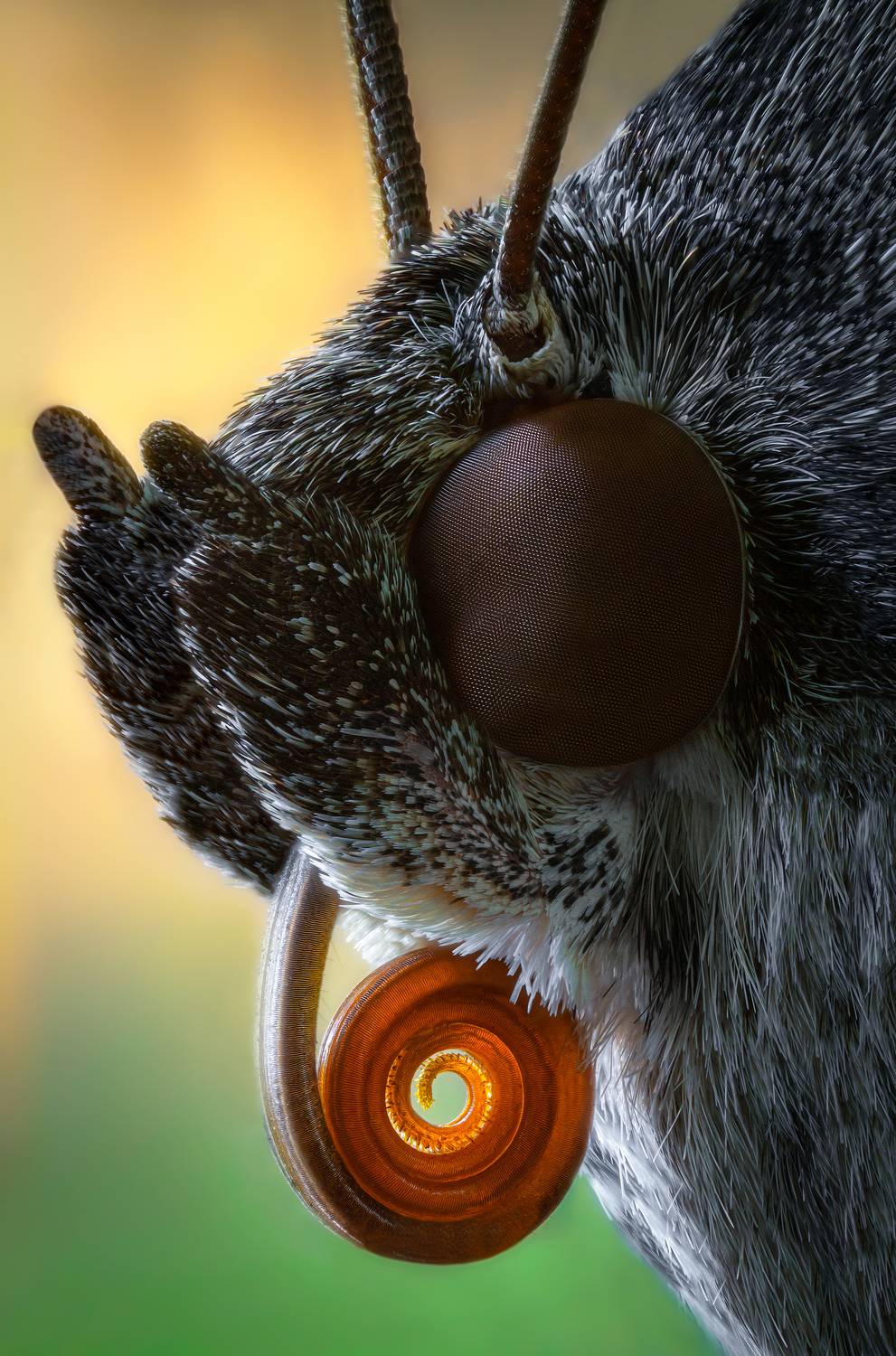 бабочка ленточница глаза язычок портрет насекомое природа фауна свет цвет фон боке макро фотография, Еремеев Дмитрий