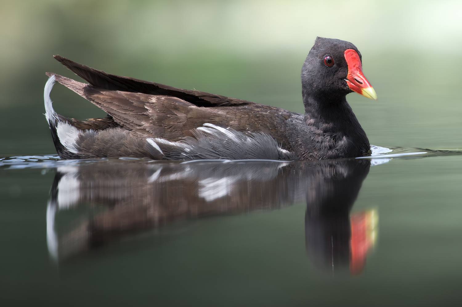 , Поляков Михаил