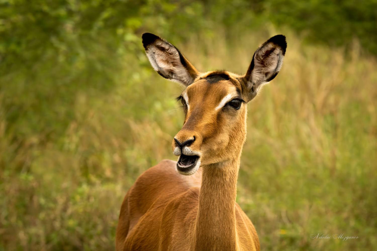 , Николай Мозгунов