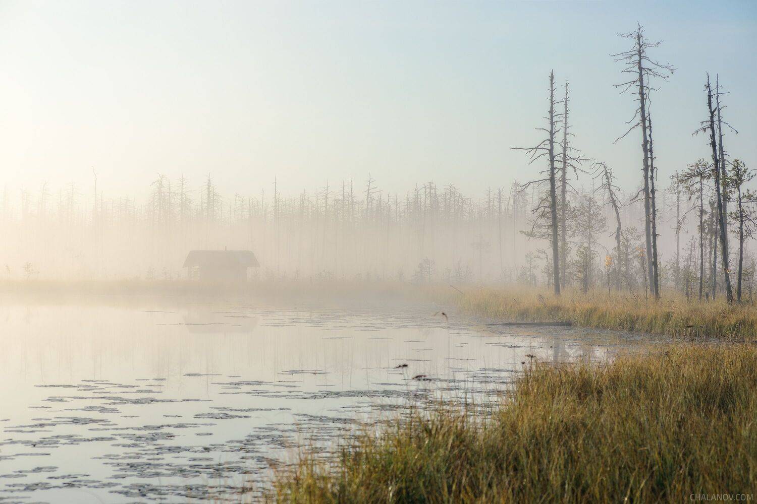 пейзаж, рассвет, сосны, туман, болото, север, озеро, landscape, sunrise, swamp, north, pines, fog, lake, hut, cabinlog, cabin, изба, деревья, домик, Чаланов Иван