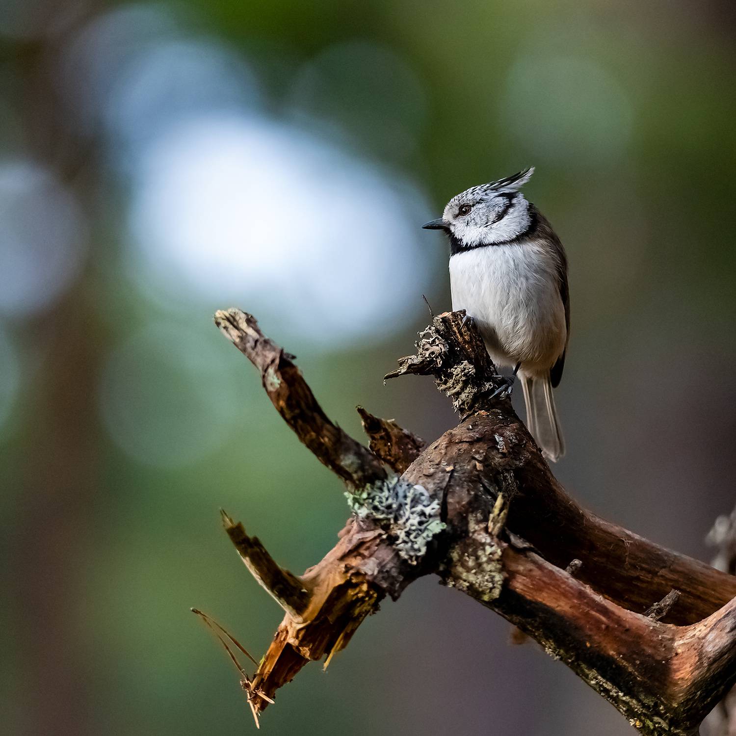 , Абросимов Александр