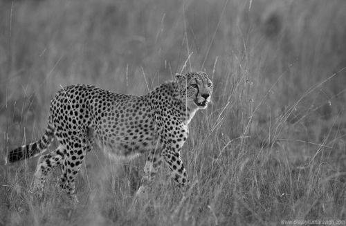 Cheetah in Savannah