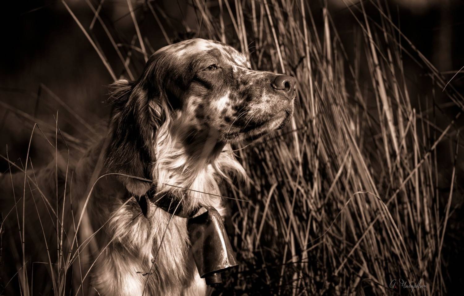 английский_сеттер, портрет, охота, Александр Чибиркин