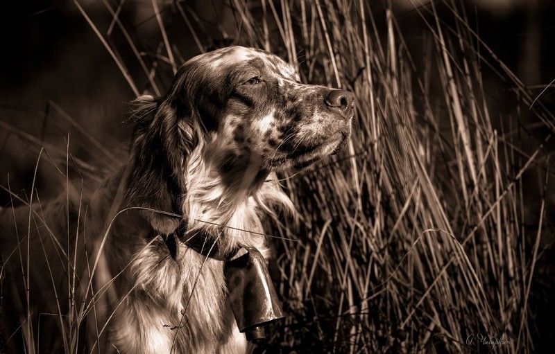 английский_сеттер, портрет, охота Сезон охоты фото превью