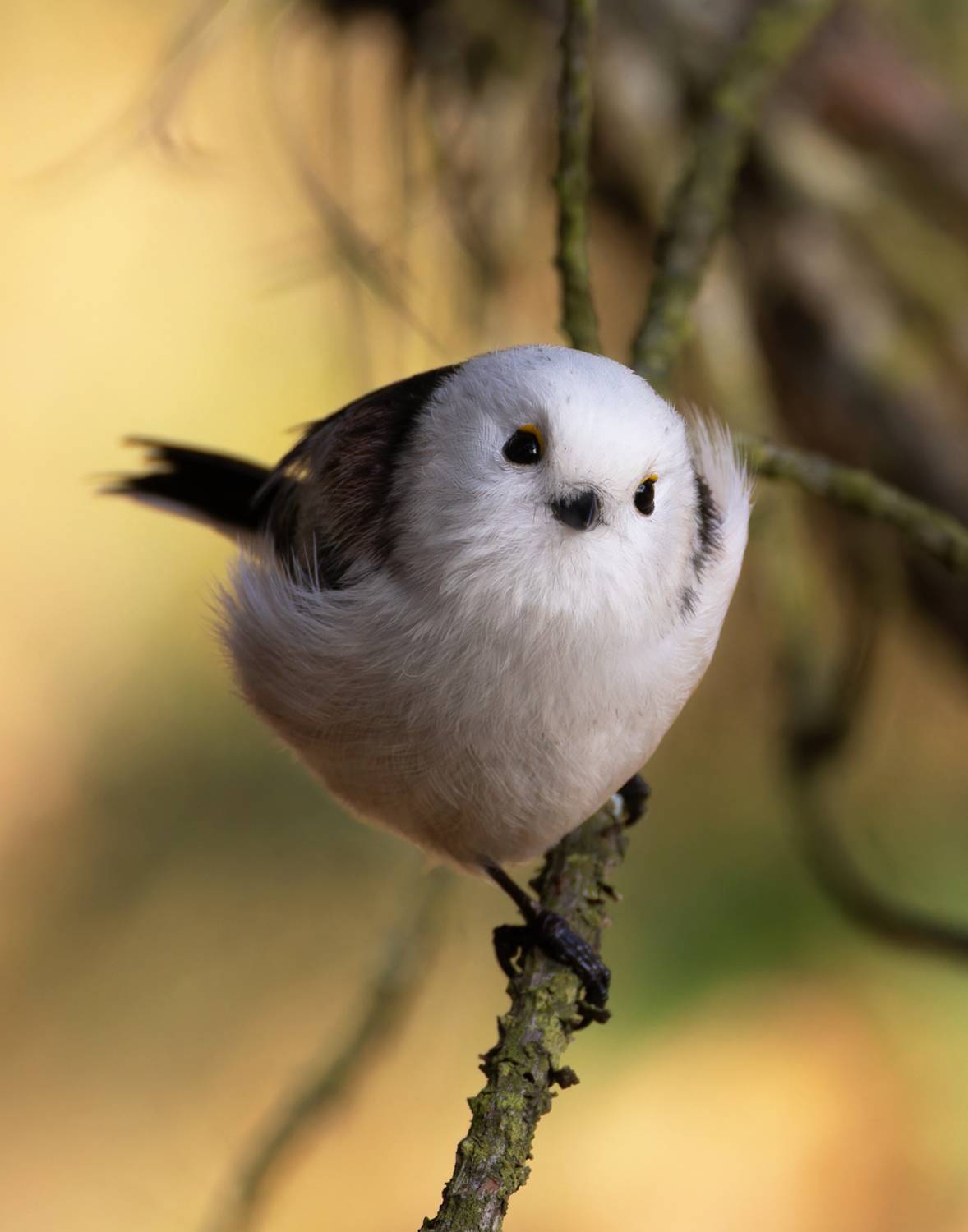 длиннохвостая синица, ополовник, птицы, фото птиц, Александр Шипиленко