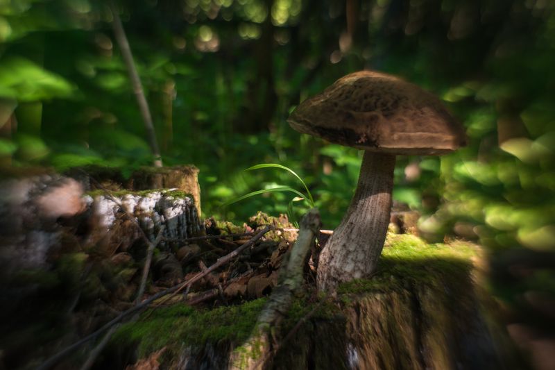 фото превью