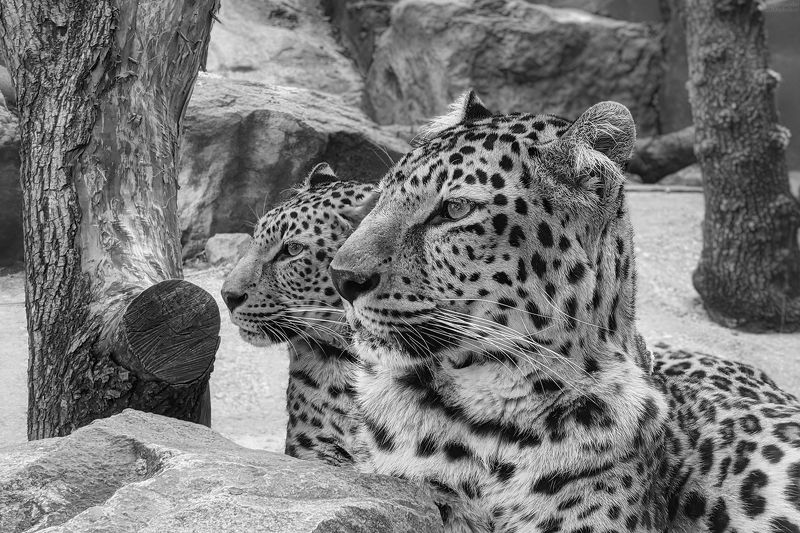 Пятнистая парочка фото превью