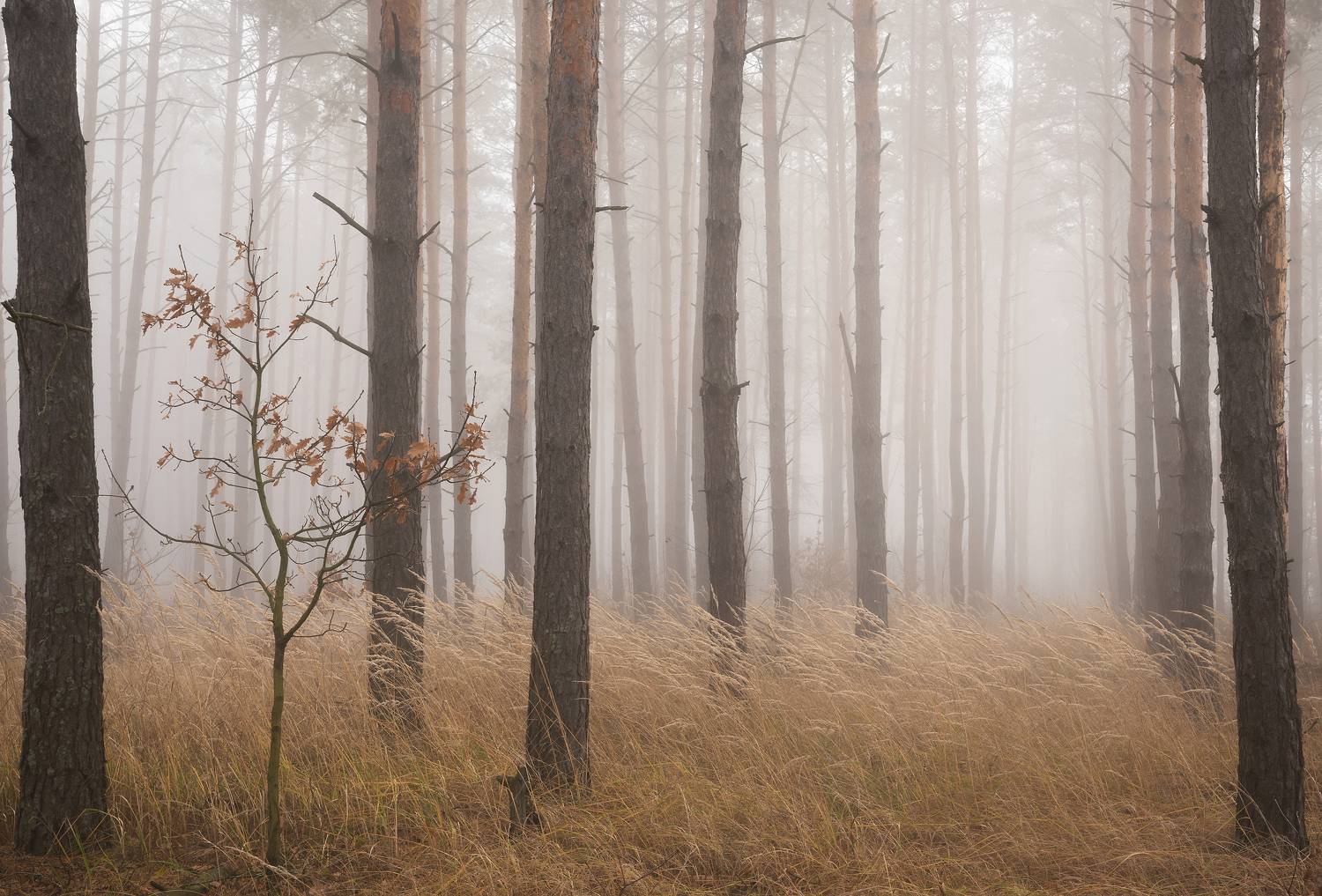 , Захаров Дмитрий