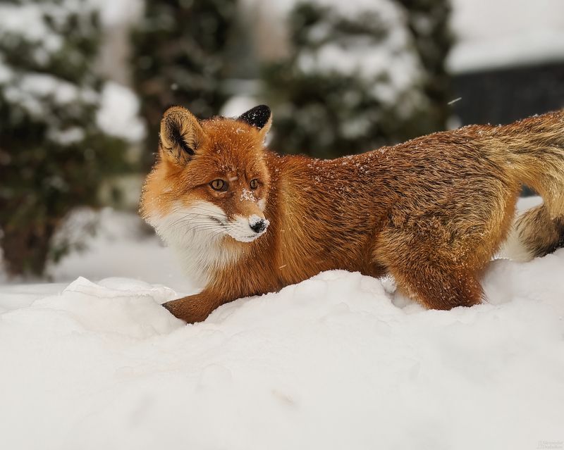 Снежные забавы фото превью