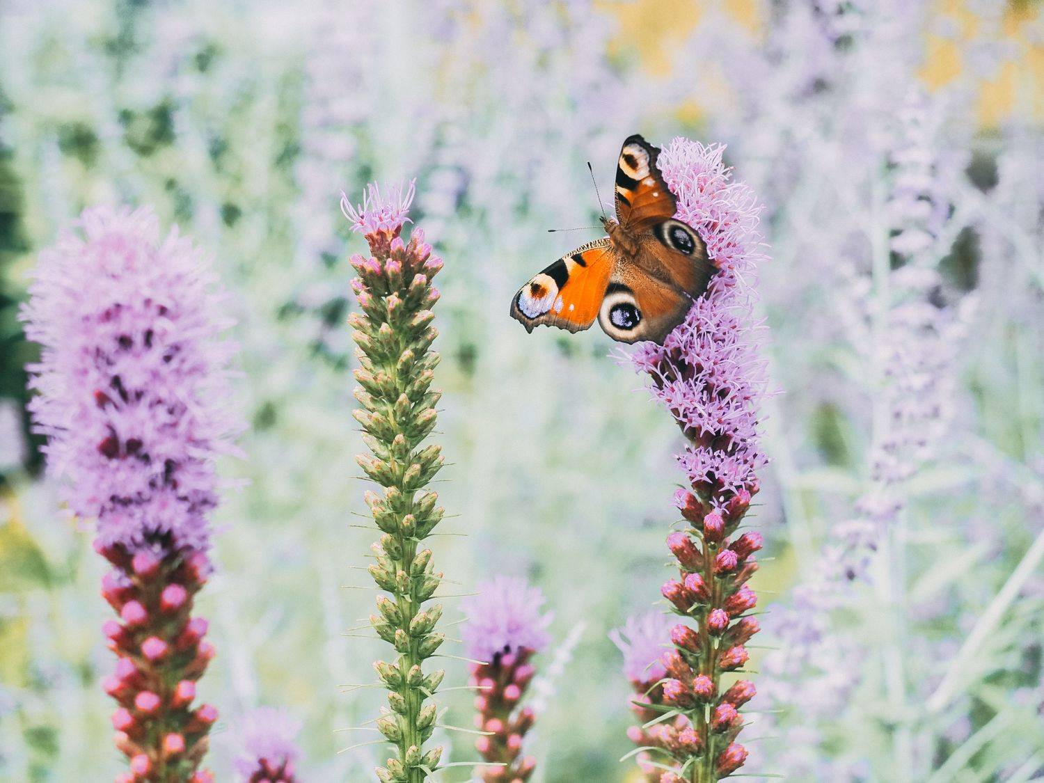 бабочка, насекомое, butterfly, insect, Протченко Ирина