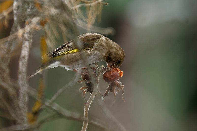 Зеленушка ест ягоду шиповника фото превью