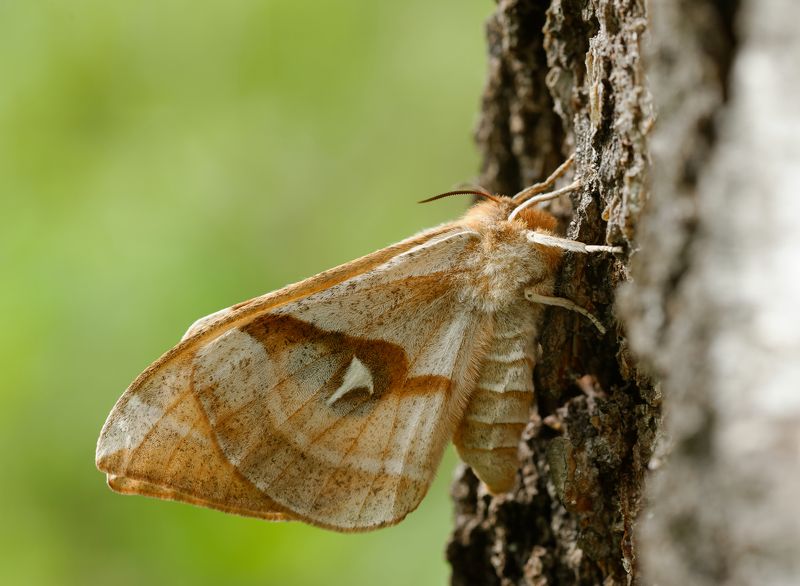 Рыжий ночной павлиний глаз фото превью