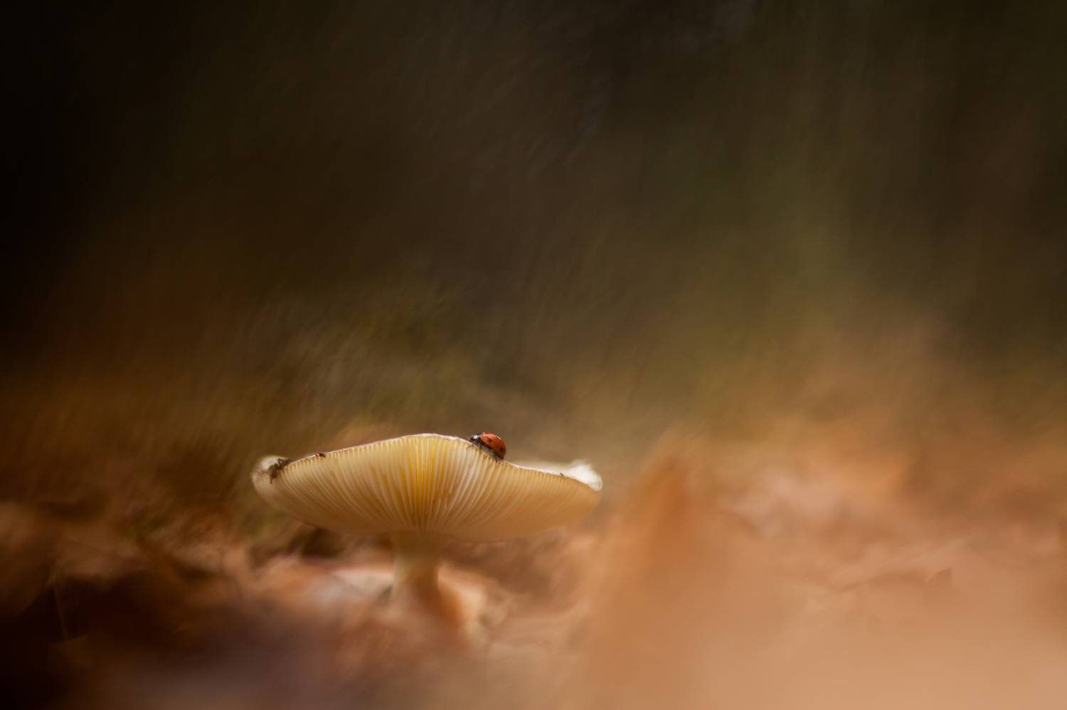 , Викулов Николай