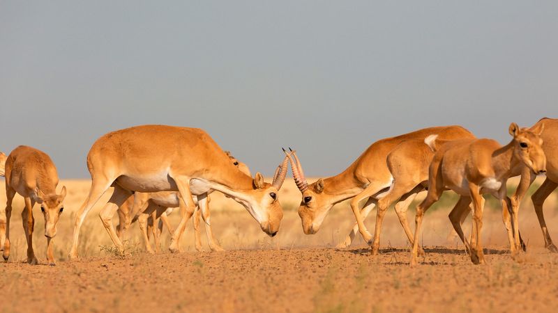 Сайгак, Калмыкия, заповедник,  Спаринг фото превью