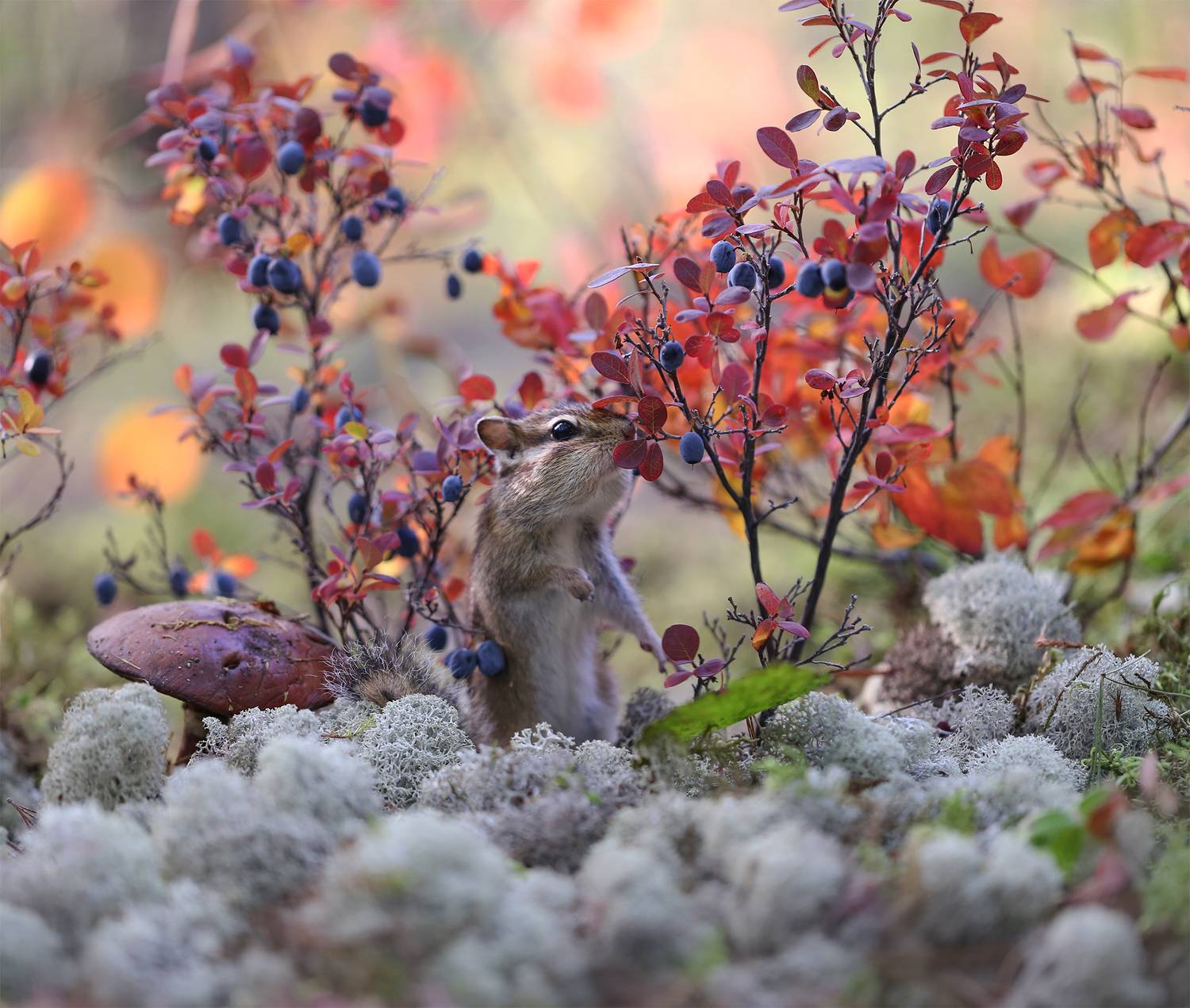 нерюнгри, бурундук, якутия, дикие_животные, женялевина, евгениялевина, животныеякутии, бурундукиибелкилевиной, Евгения Левина