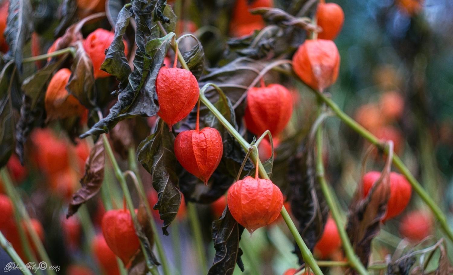 , Орлов Олег