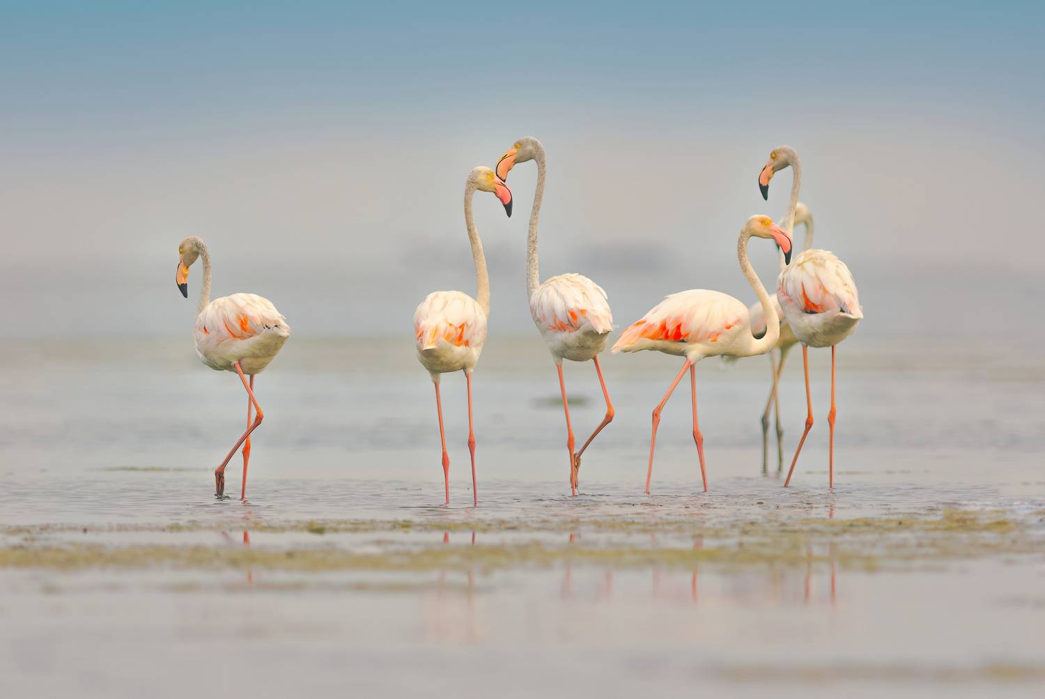 flamingo.bird,birds,nikon,wild,water,shadows,lake,pond,flowers,swan,colors,nikon,beauty,nature,animals,eyes,egret,songbird,jungle,white,wings,fly, G N RAJA