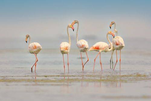 Flamingos